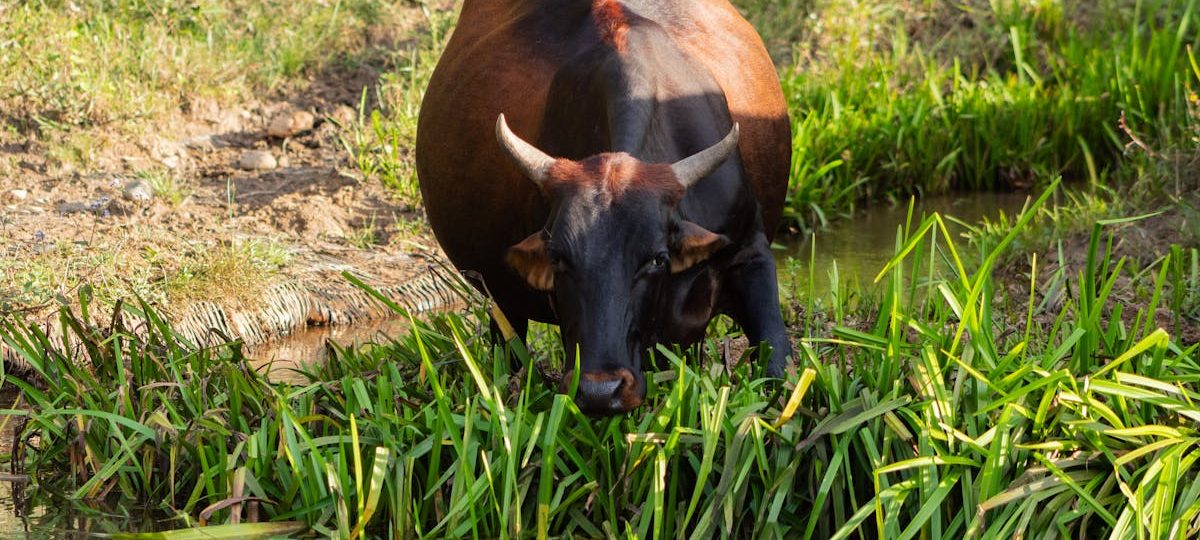 Zimbabwe’s CSR Impact: Sustainable Farming for Youth Prosperity