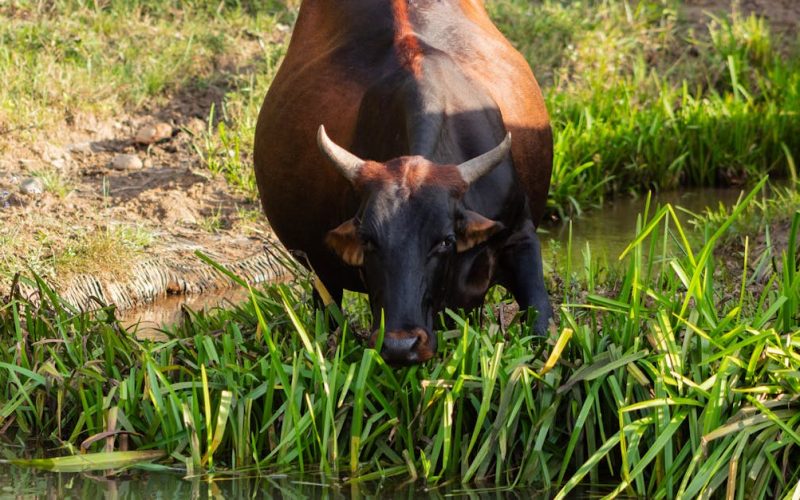 Zimbabwe’s CSR Impact: Sustainable Farming for Youth Prosperity