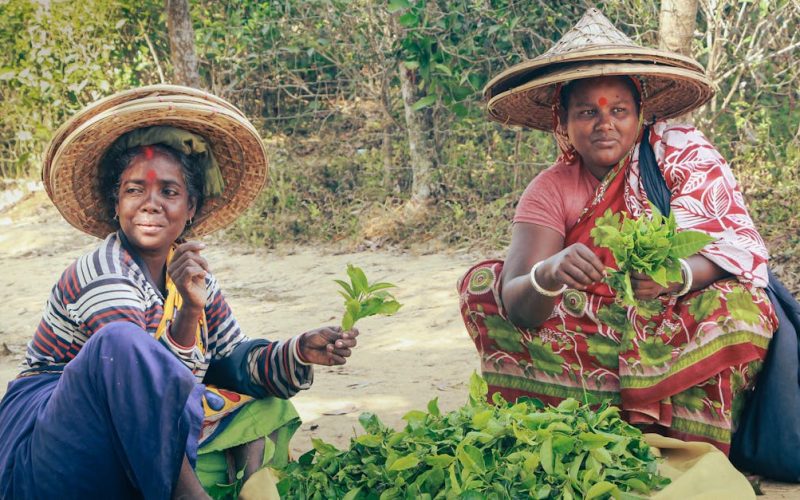 Zimbabwe’s CSR Strategy: Sustainable Agriculture, Youth Opportunities